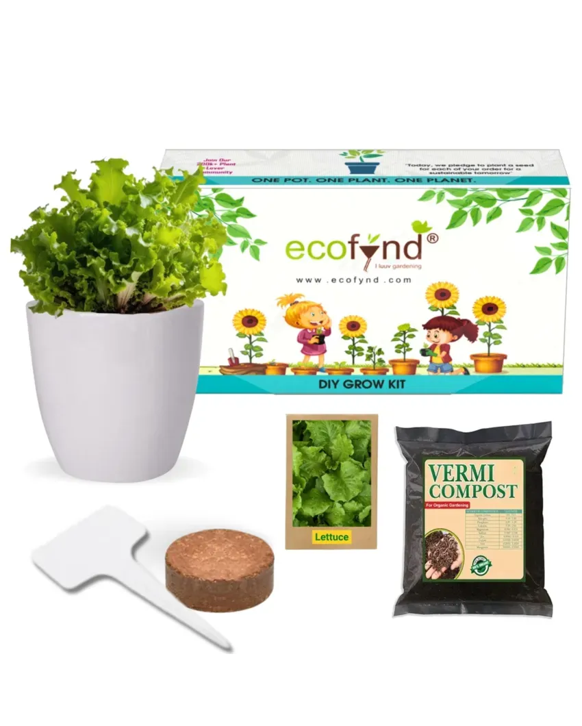 3 in 1 DIY Grow Kit Coir Lettuce | Set of 3 | 4 x 4 x 3 inches