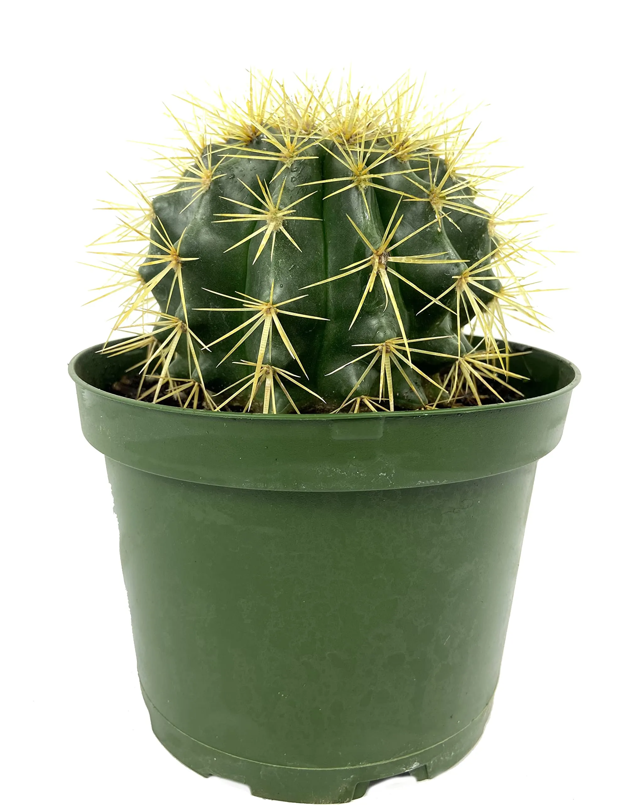 Cactus 1 Gallon